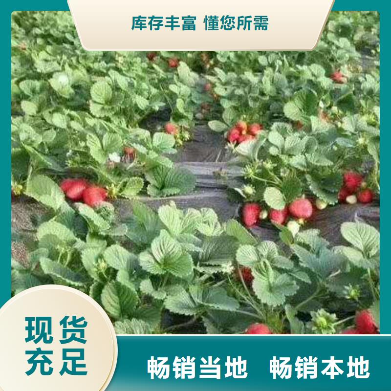 草莓-值得信任