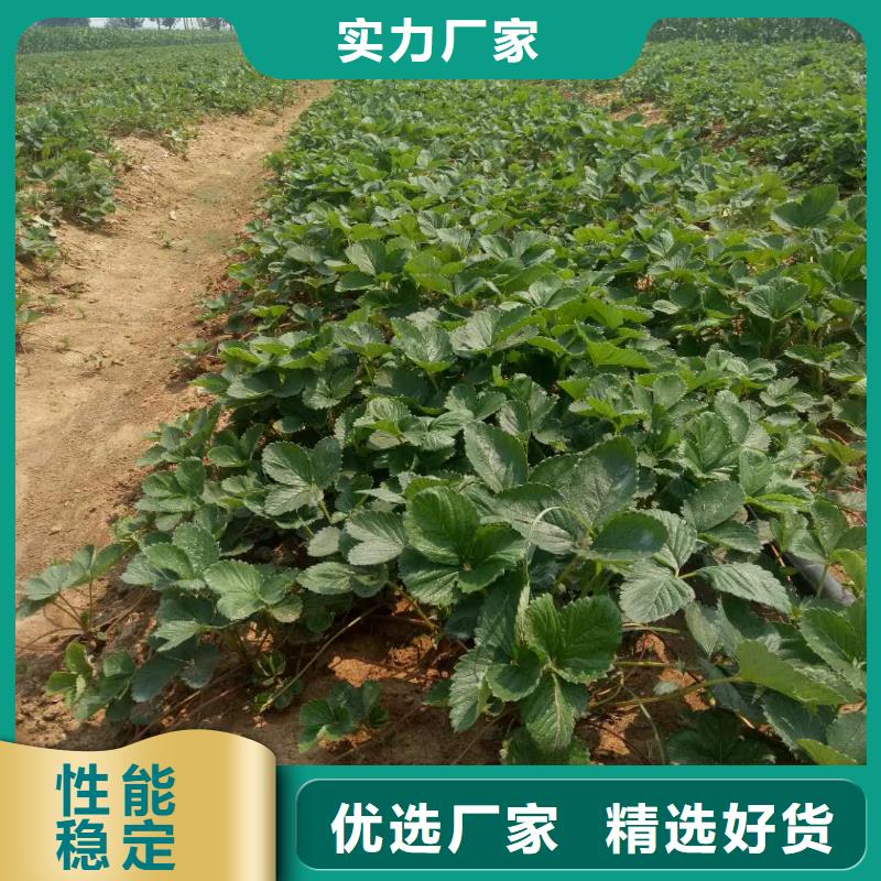 草莓-草莓保量