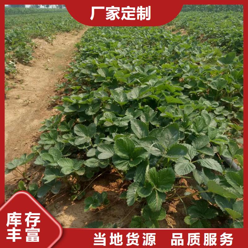 找草莓生產(chǎn)廠家