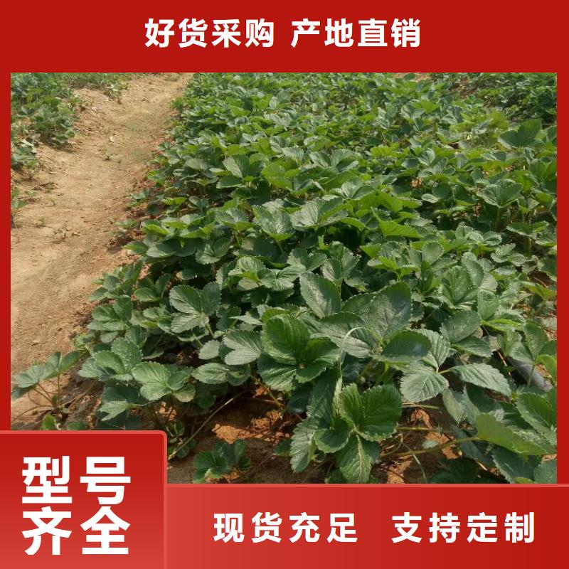 草莓-大品牌質(zhì)量有保障產(chǎn)品細(xì)節(jié)參數(shù)