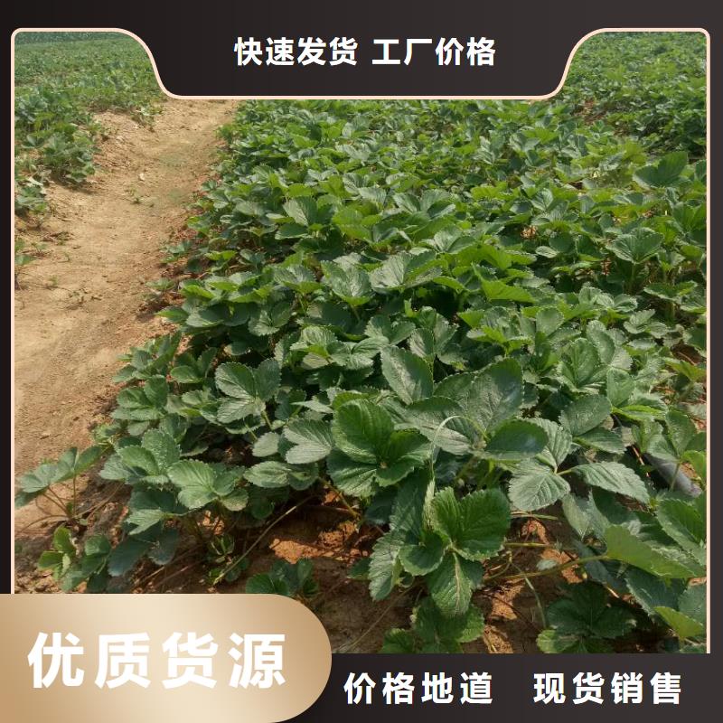 價格低的草莓廠家