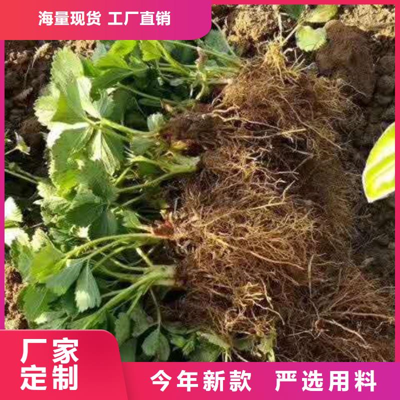 #草莓#專(zhuān)業(yè)生產(chǎn)