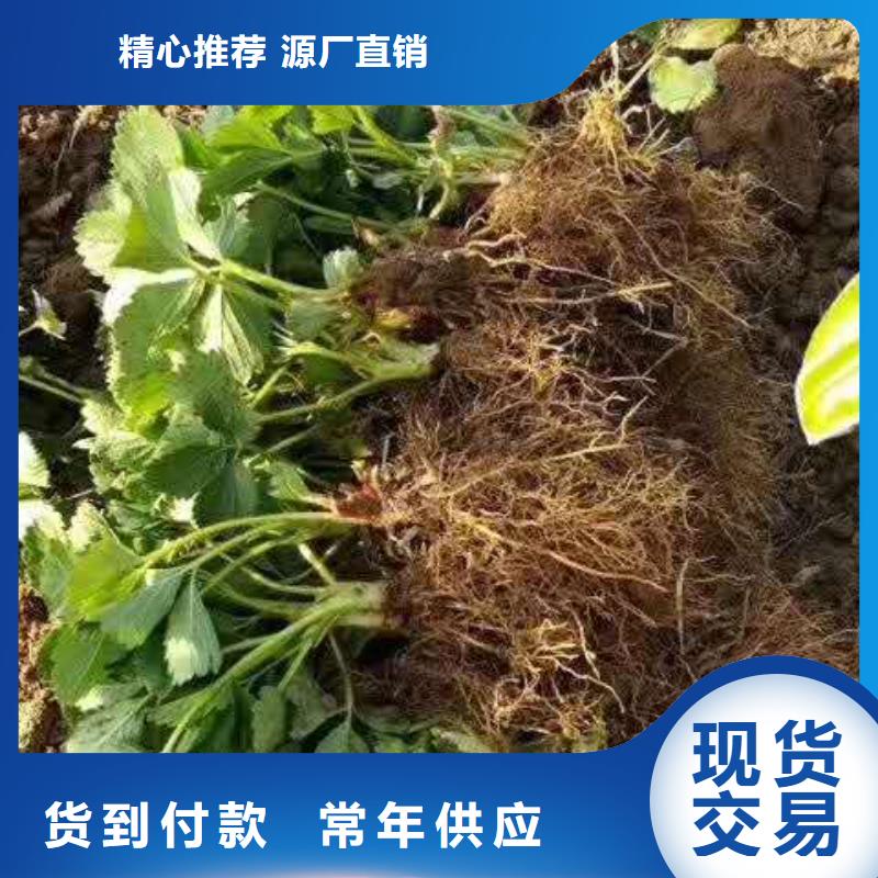 有現(xiàn)貨的草莓供應(yīng)商