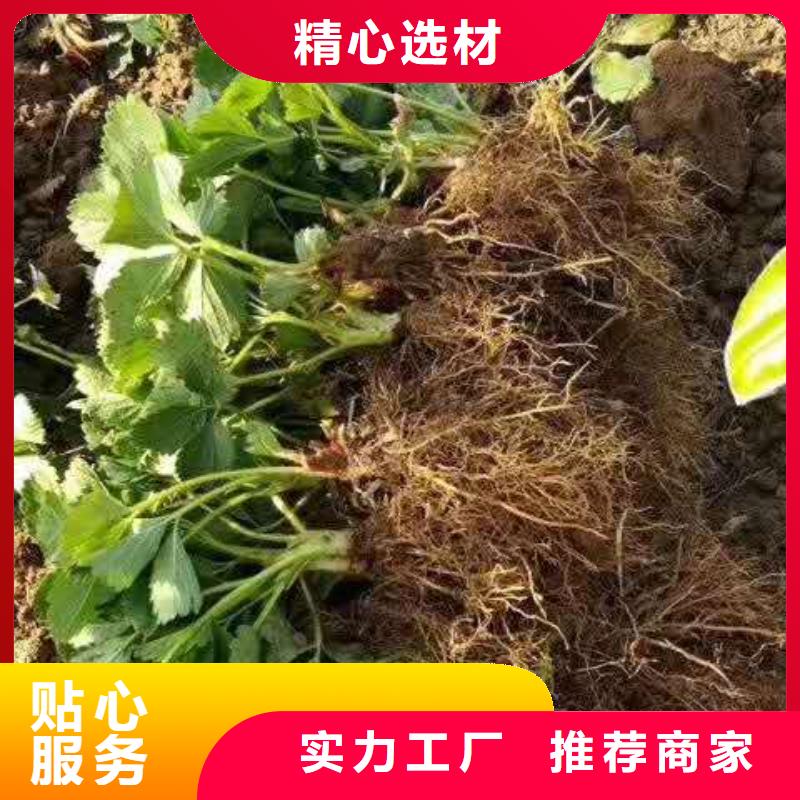 草莓-草莓質(zhì)量有保障
