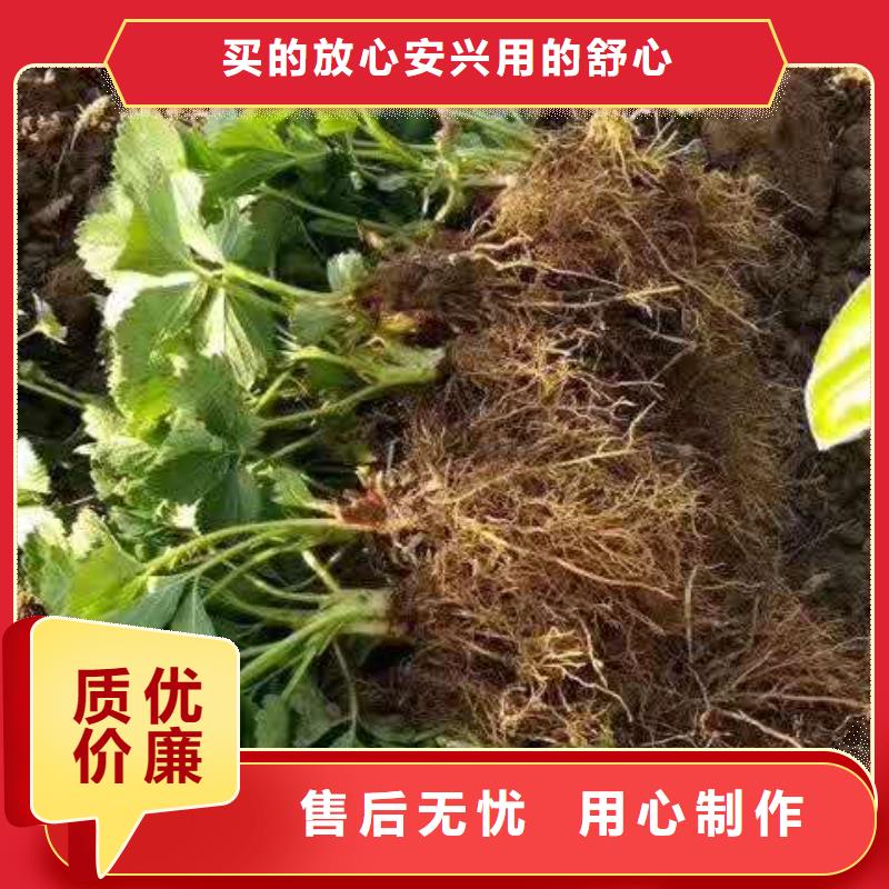 草莓量大包郵廠家直銷貨源充足