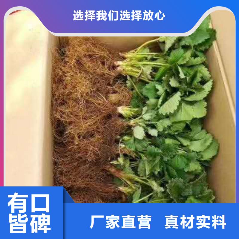 草莓廠家-可來廠考察