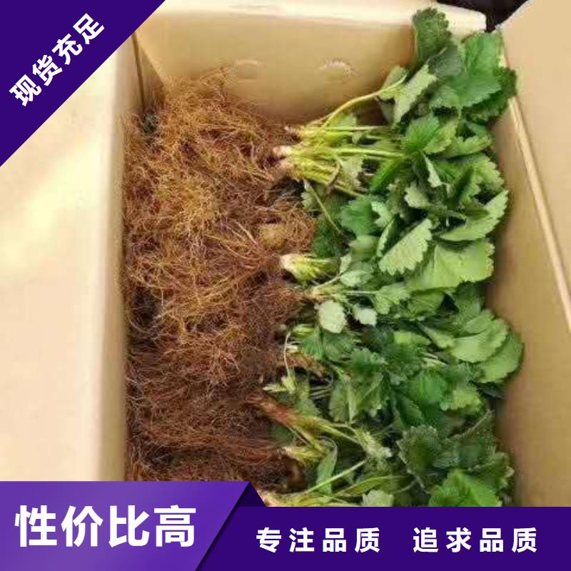 廠家熱線草莓精選貨源