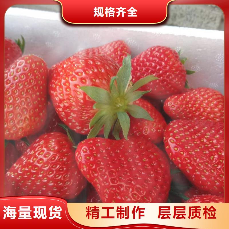 實力雄厚的草莓供貨商
