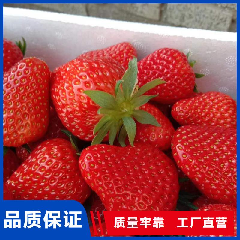 草莓廠家按需定制拒絕差價(jià)