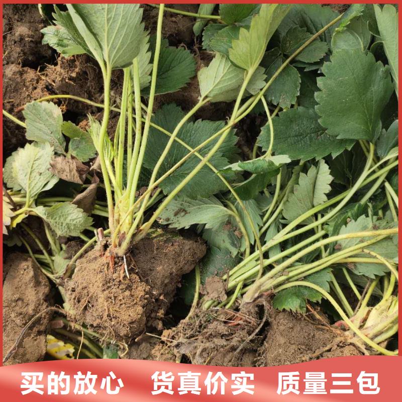 草莓-品牌廠家本地生產(chǎn)廠家