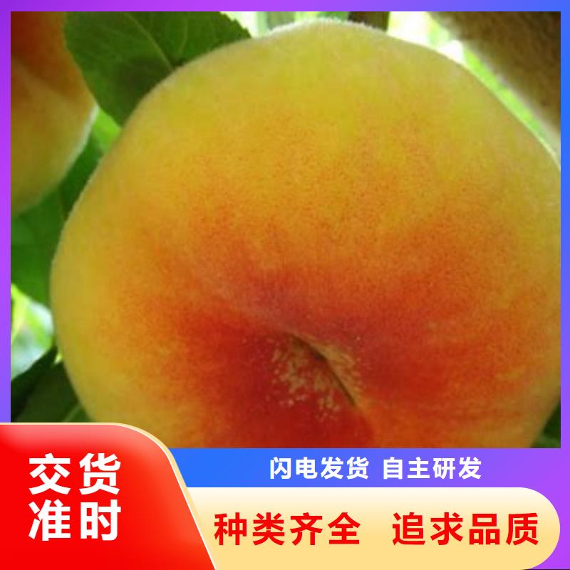 支持定制的桃樹基地供應(yīng)商
