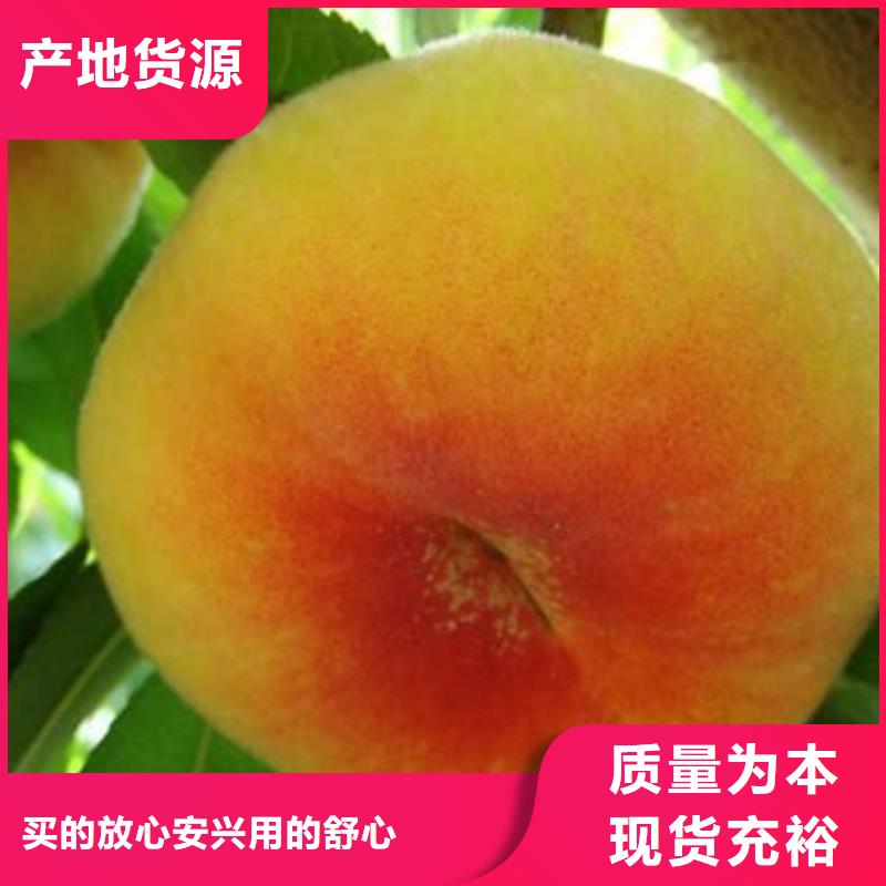 桃樹廠家已認(rèn)證