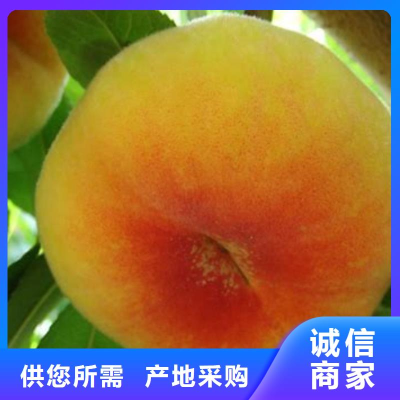 優(yōu)惠的桃樹批發(fā)商