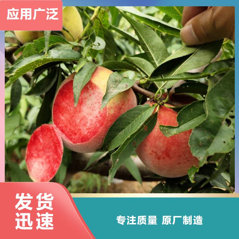 桃樹(shù)廠家直供
