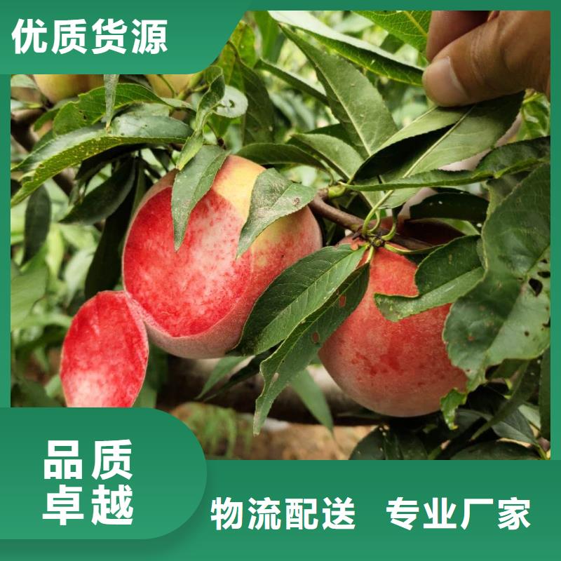 買(mǎi)桃樹(shù)必看-歡迎選購(gòu)精心