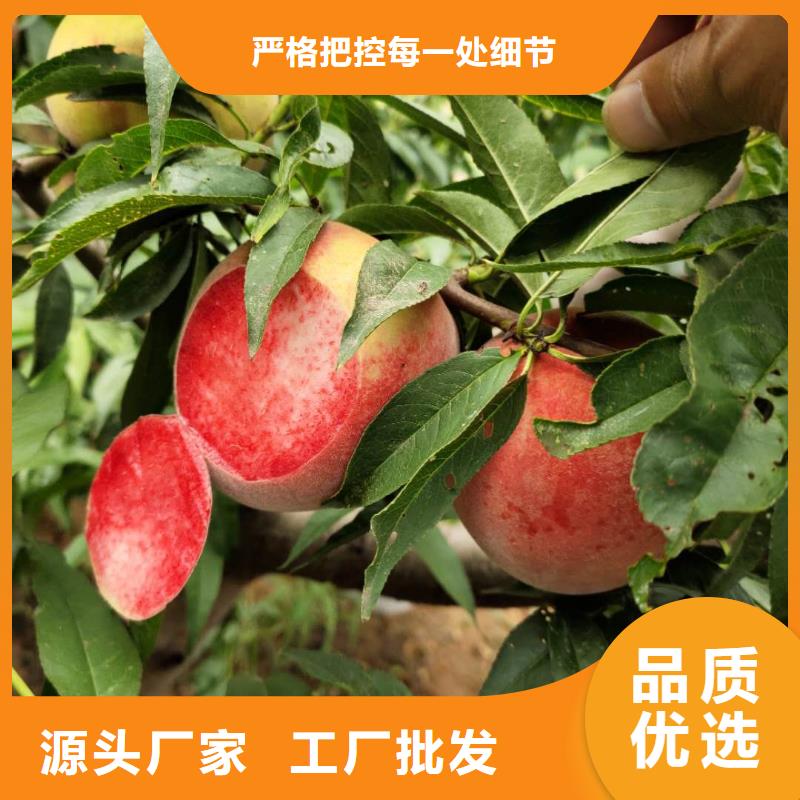 桃樹款式齊全