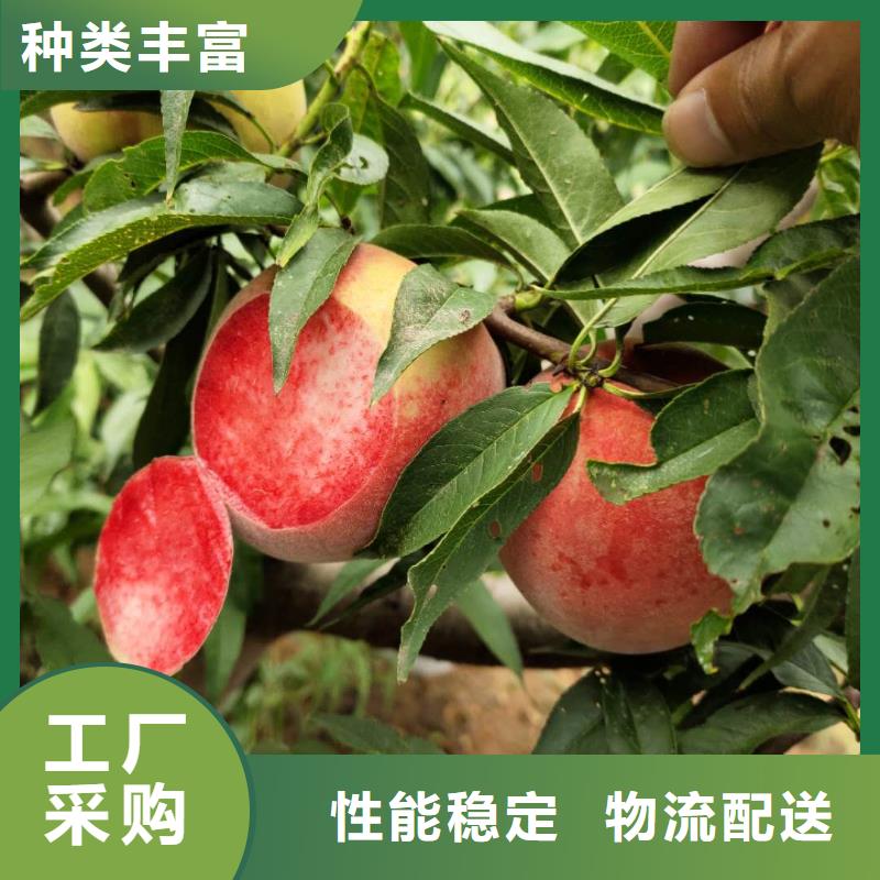 優(yōu)惠的桃樹批發(fā)商