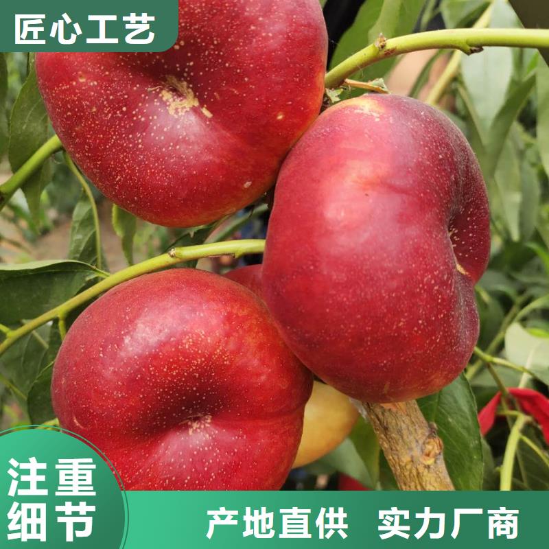 桃樹廠家服務(wù)完善