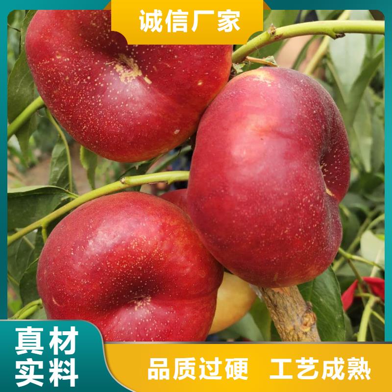 桃樹廠家，規(guī)格全