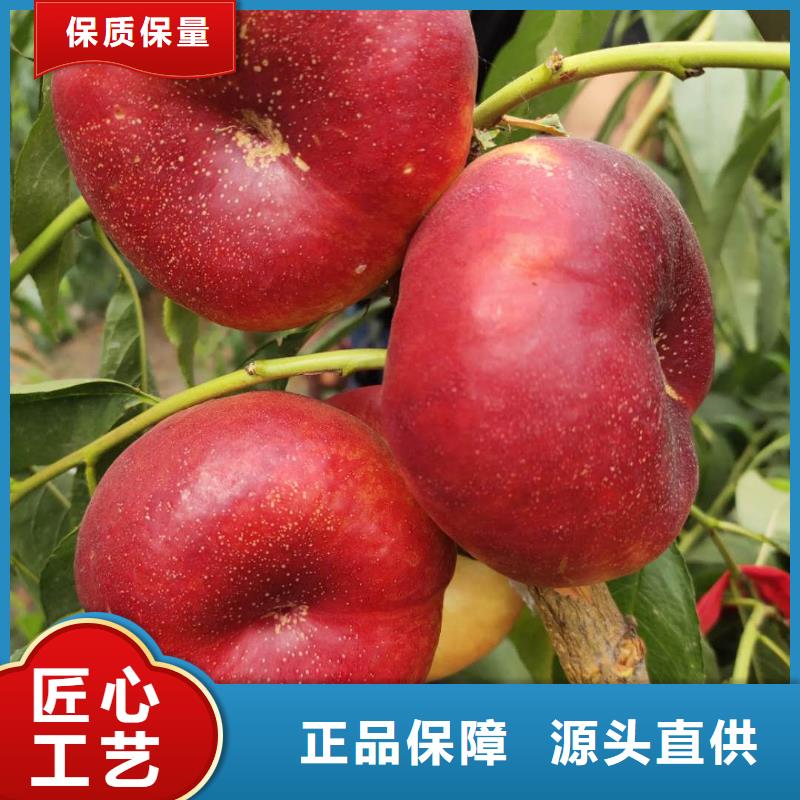 桃樹廠家，定制