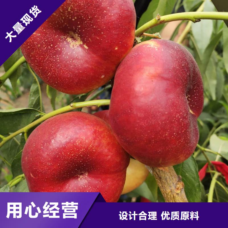 桃樹采購