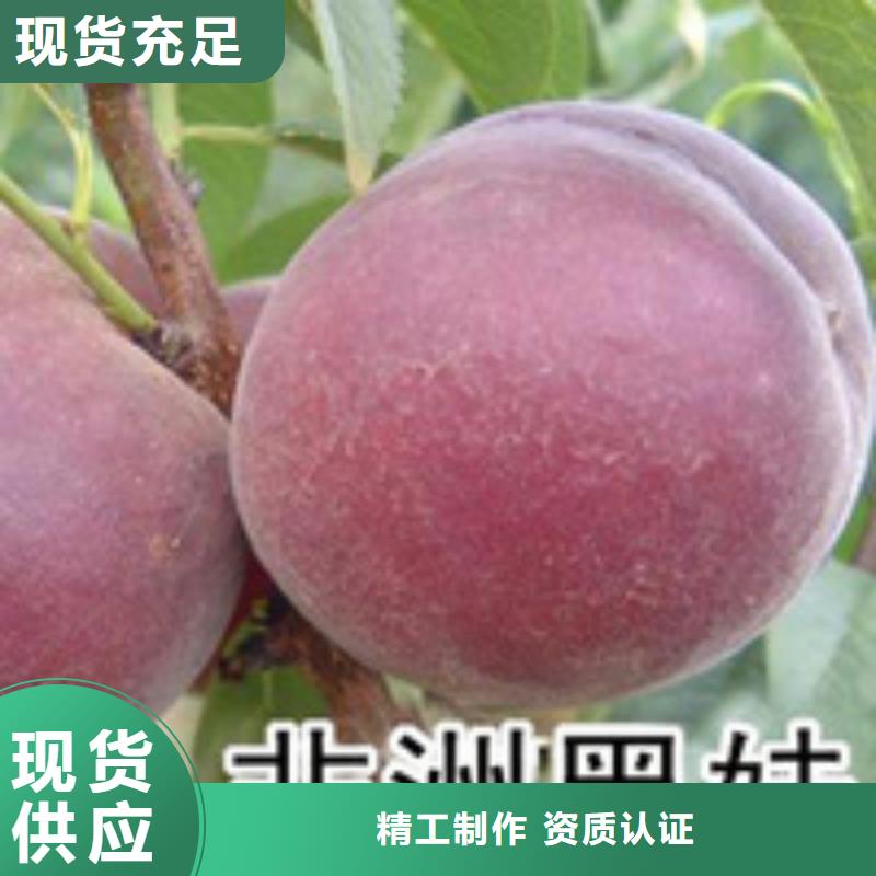 桃樹企業(yè)-質(zhì)量過硬優(yōu)選貨源