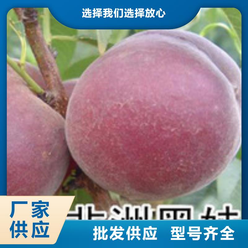 桃樹現(xiàn)貨銷售