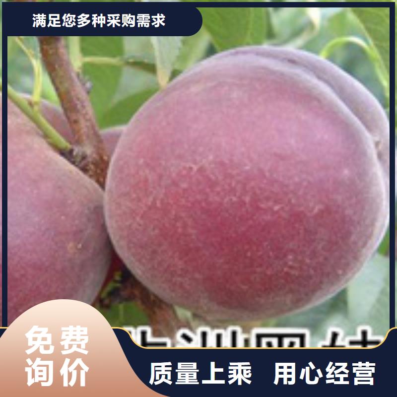 桃樹、桃樹生產(chǎn)廠家-誠(chéng)信經(jīng)營(yíng)準(zhǔn)時(shí)交付