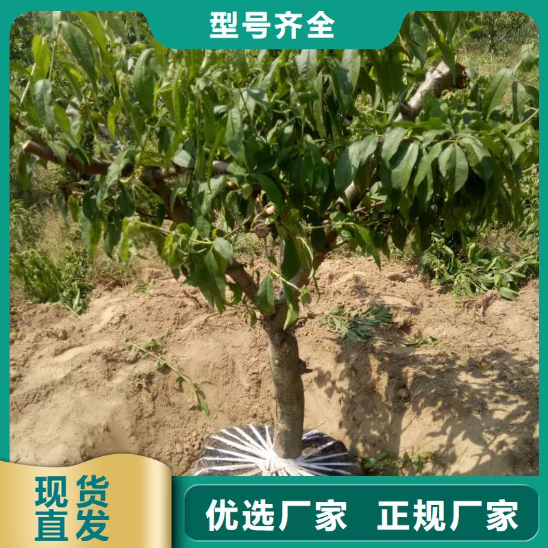 批發(fā)桃樹的銷售廠家讓利客戶