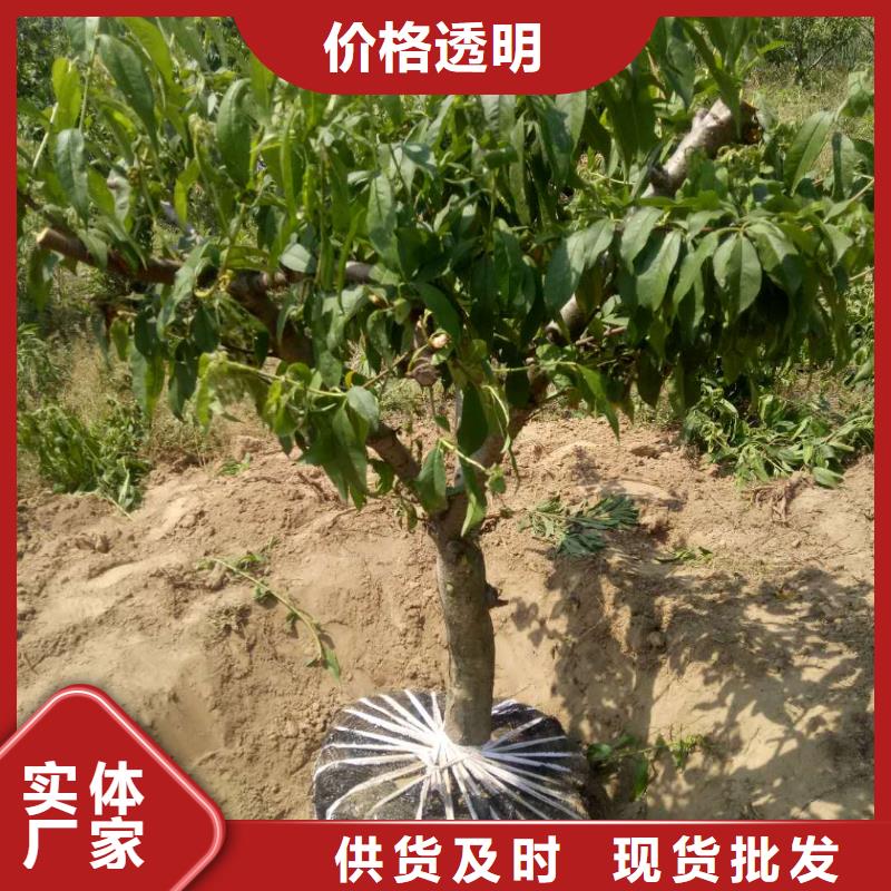 桃樹現(xiàn)貨價(jià)格全品類現(xiàn)貨