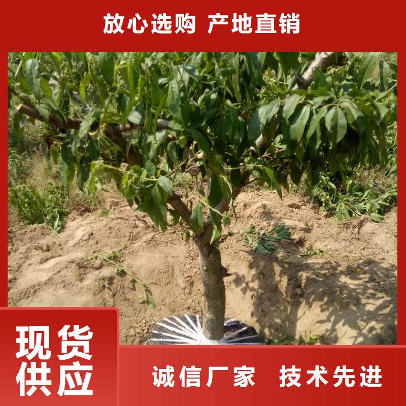 桃樹直供