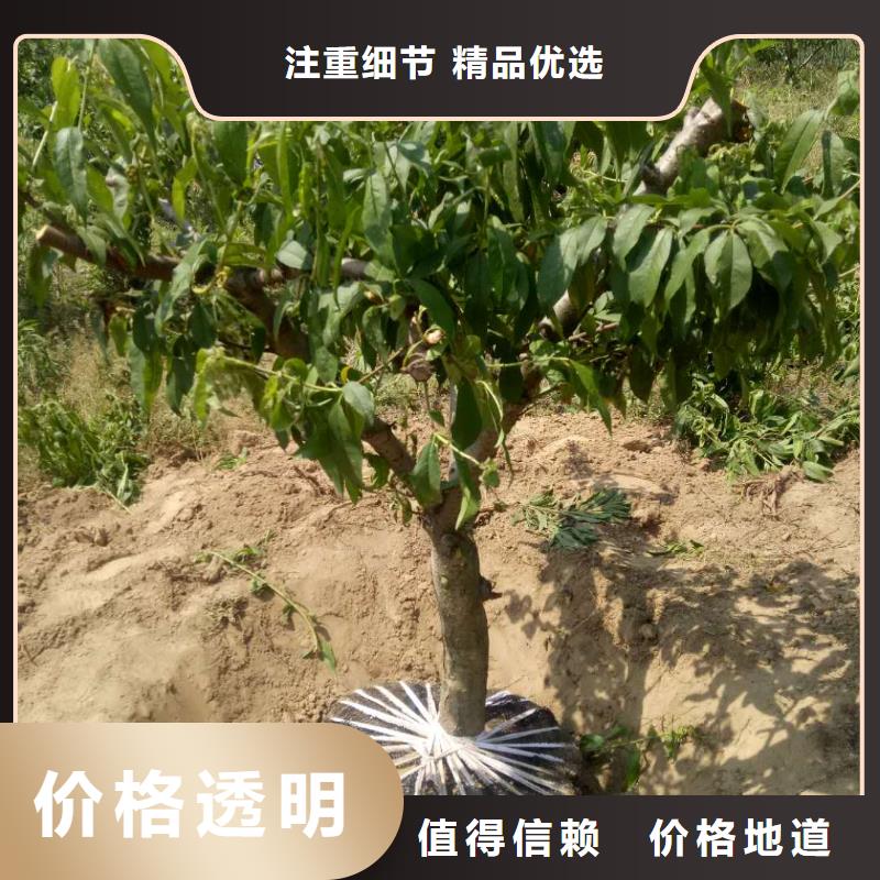 桃樹(shù)生產(chǎn)商