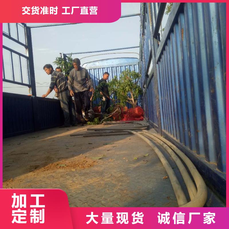 本地桃樹廠商