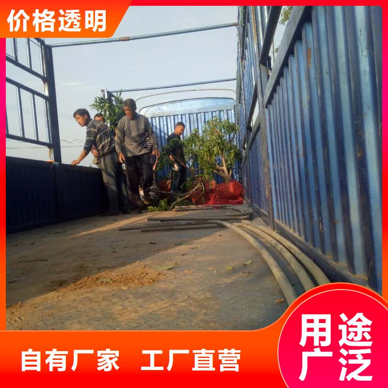 桃樹參數(shù)當?shù)厣a(chǎn)商
