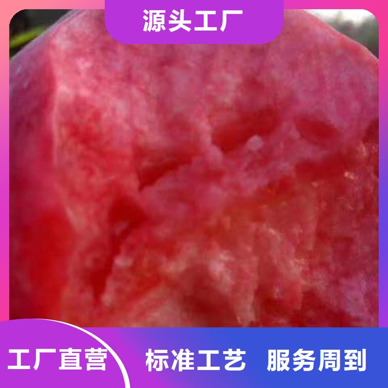桃樹廠家-專心做產(chǎn)品