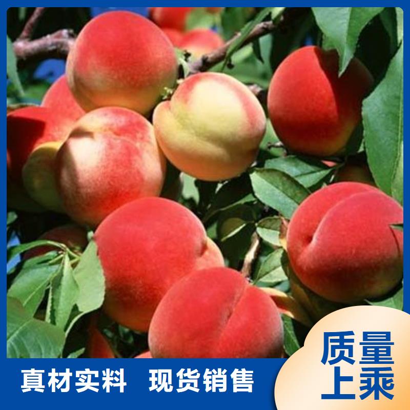 桃樹(shù)廠家-定制