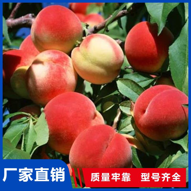 桃樹遠銷海外