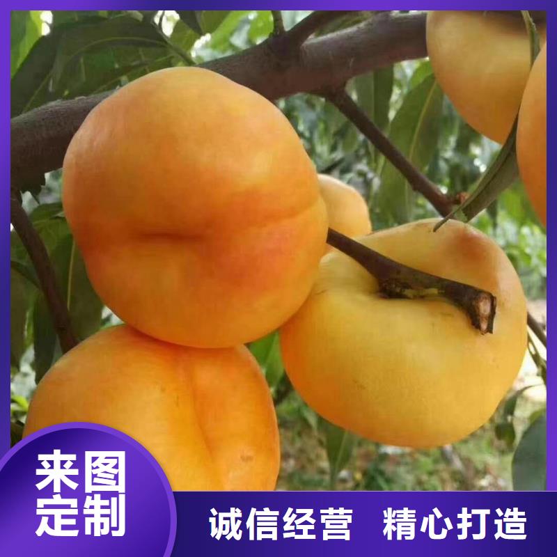 桃樹(shù)售后完善