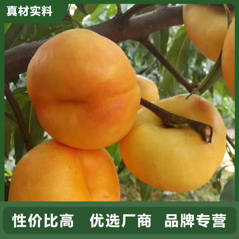 桃樹(shù)施工隊(duì)伍
