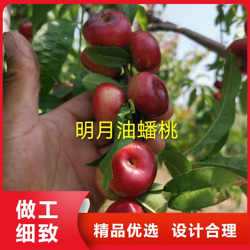 優(yōu)選：桃樹供貨商選擇我們選擇放心