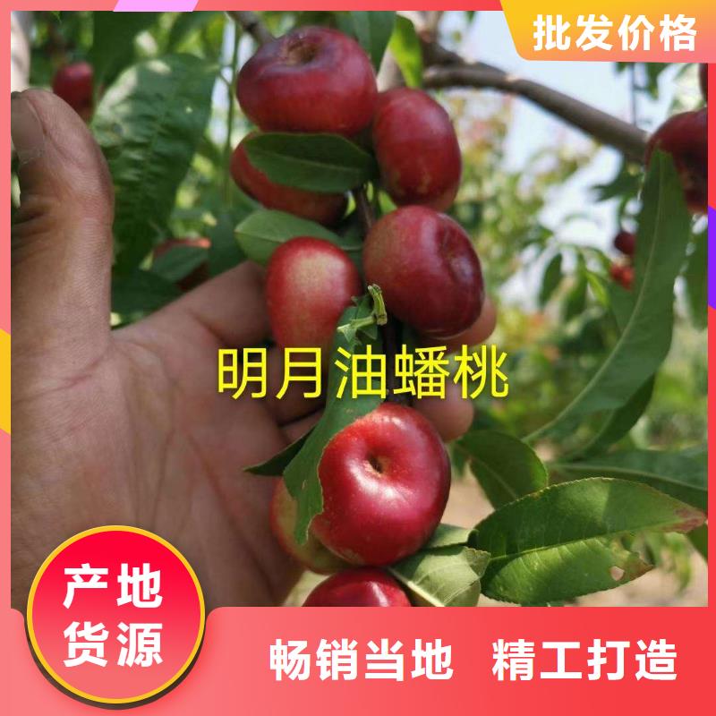 大規(guī)模桃樹廠家專業(yè)完善售后