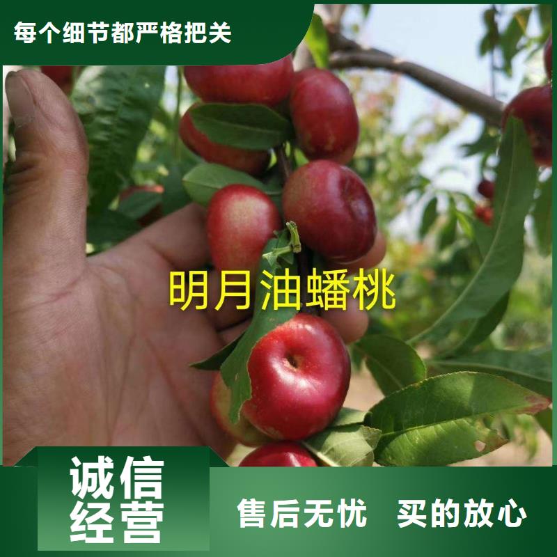 桃樹(shù)、桃樹(shù)參數(shù)準(zhǔn)時(shí)交付