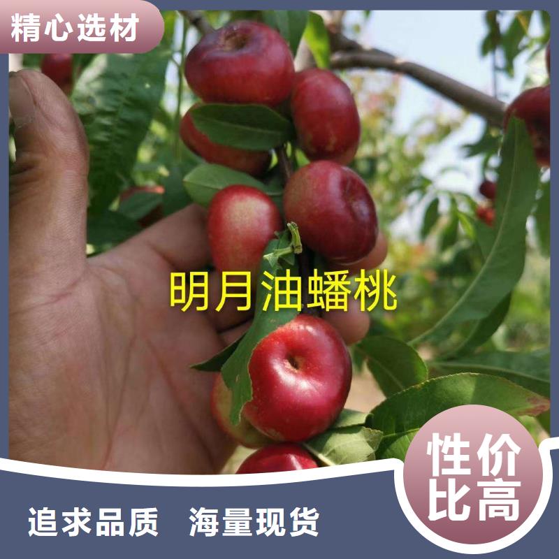 優(yōu)質(zhì)桃樹源頭廠家專業(yè)供貨品質(zhì)管控