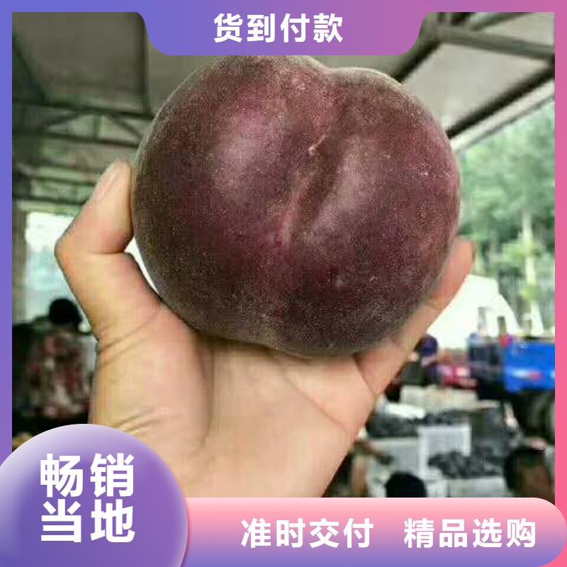桃樹廠家聯(lián)系方式 桃樹廠家
