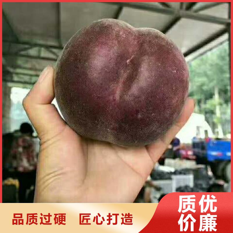 買桃樹必看-質(zhì)量好