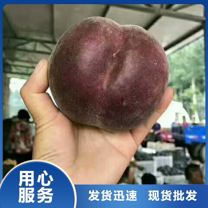 批發(fā)桃樹的廠家