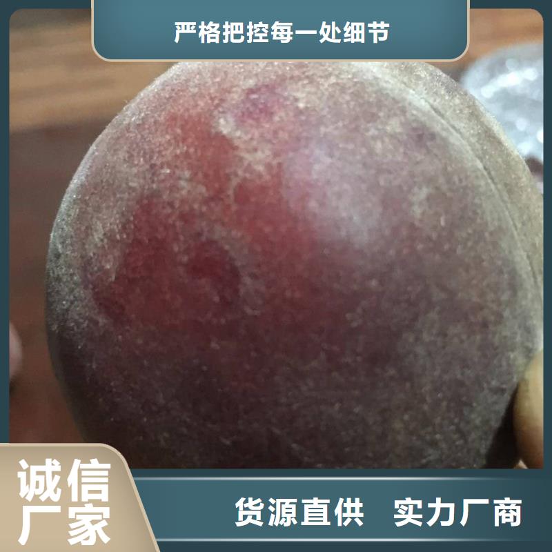 桃樹質量可靠