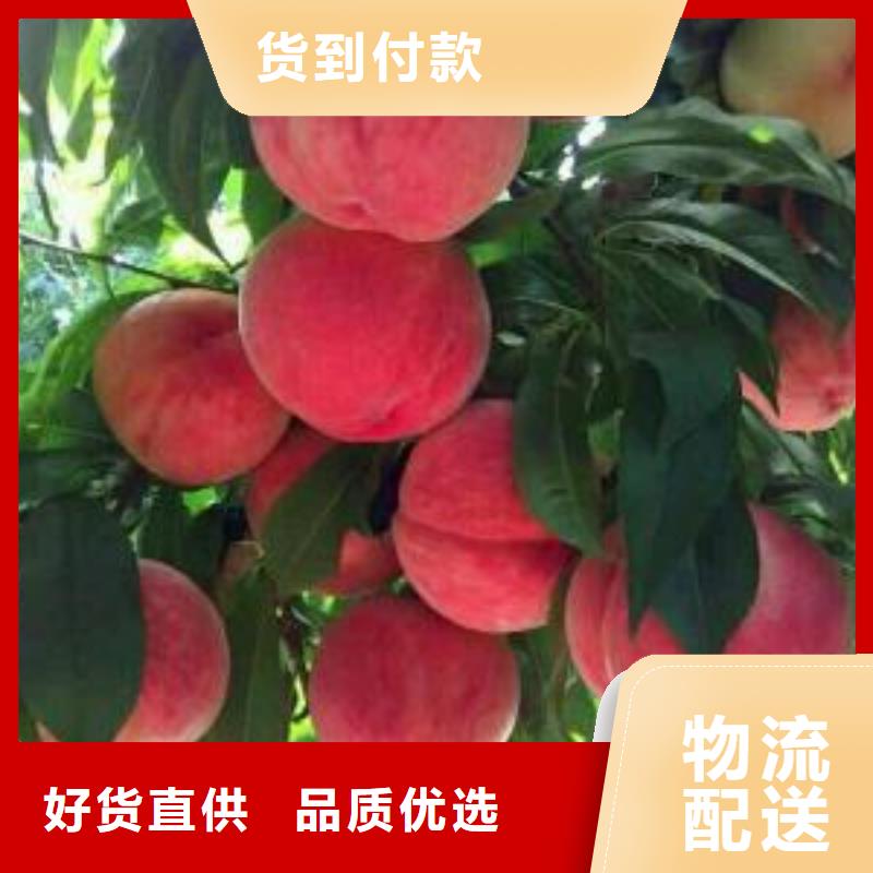 桃樹、桃樹廠家直銷-型號(hào)齊全N年生產(chǎn)經(jīng)驗(yàn)