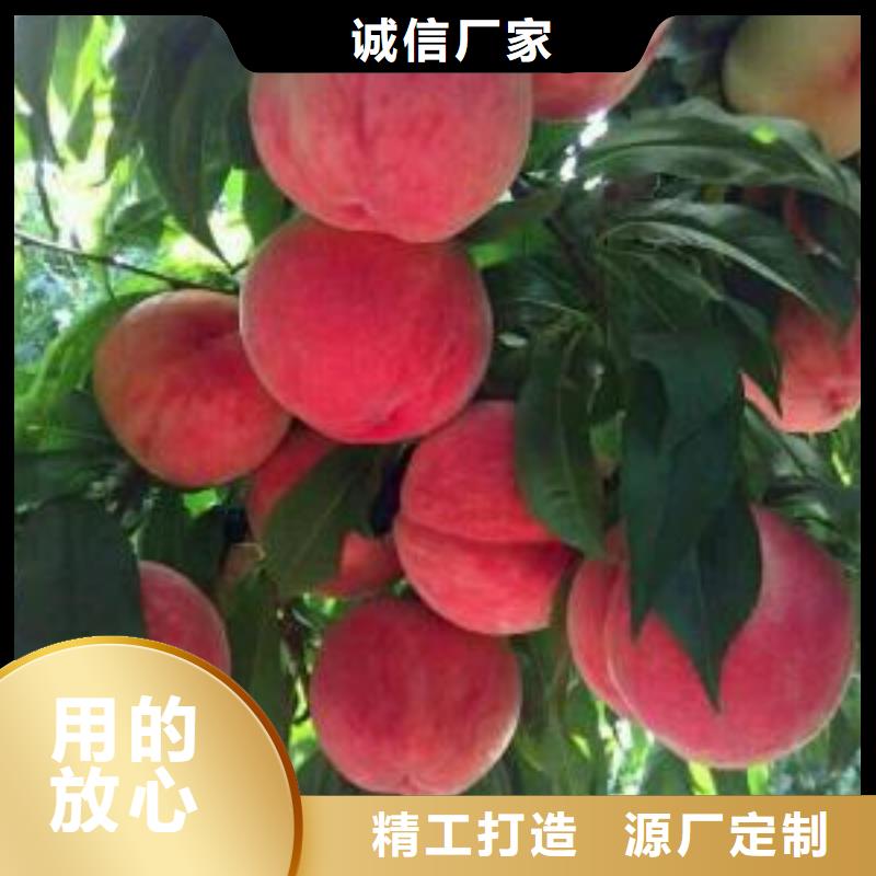 2025歡迎訪問(wèn)##桃樹(shù)##生產(chǎn)廠家現(xiàn)貨直供