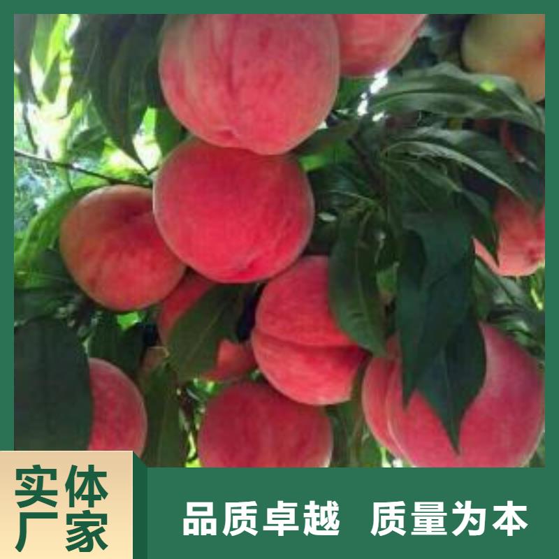 桃樹規(guī)格種類詳細介紹品牌